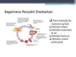 Cikungunya juga merupakan penyakit yang disebabkan oleh gigitan nyamuk yang berperan sebagai vektor dari virus cikungunya. Penyakit Bawaan Vektor Dan Kawalan Vektor Ppt Download