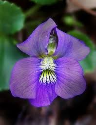 Image result for Violaceae