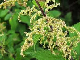 Image result for Urtica