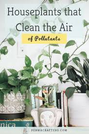 Semakan info hanya di hujung jari anda. Low Maintenance Houseplants That Clean The Air Of Pollutants Permacrafters Air Cleaning Plants Houseplants Plants