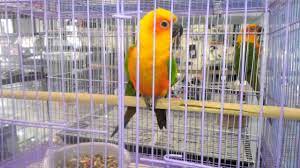 Contact today @ +919898062058, +918200 785 396. Beautiful Parrots For Sale At A Pet Store Youtube