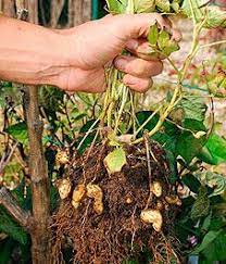 How To Grow Your Own Peanuts Growing Food Veggie Garden Edible Garden