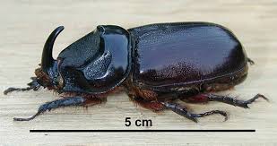 Maybe you would like to learn more about one of these? Retter Der Kokosnuss Ein Taxonomischer Streitfall Proplanta De