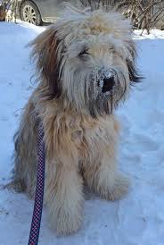 Brody The Soft Coated Wheaten Terrier Soft Coated Wheaten Terrier Dachshund Pets Wheaton Terrier