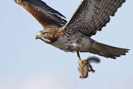 Hawk Eating Squirrel Google Search Animals Pet Birds Animal Photo