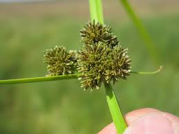 Image result for Cyperus difformis