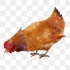 Hand Painted Watercolor Hen Aloe Hen Png Hen Poultry Hen Clipart Animal Chicken Png Transparent Clipart Image And Psd File For Free Download Chicken Clip Art Animal Illustration Watercolor