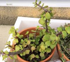 2 pack elephant shaped succulents plants pot with saucer retro glaze ceramic flower pot garden yard flower succulent bonsai bed trough plant diy pot home desktop decoration. Portulacaria Afra Elephant Bush Care Types And Propagation Succulent Plant Care