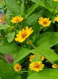 Wedelia Yellow Creeping Oxeye Flower Small Yellow Flowers Yellow Daisy Flower Ground Cover Flowers