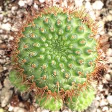 Image result for Caperonia fistulosa