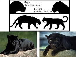 Uma seleção com os melhores nomes para pets no free fire. The Ehow Title Jaguar And Panther Differences Is Incorrect The Panther Which Is A Nickname For A Leopard And The Big Cat Family Panther Cat Jaguar Panther