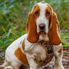 Image result for basset hound