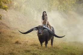 Join now to share and explore tons of collections of awesome wallpapers. Pin Di Animals