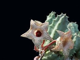 Image result for Huernia levyi