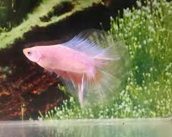 217 Thai Import Fancy Cellophane Male Doubletail Halfmoon Betta Live Fish Halfmoon Betta Betta Betta Fish
