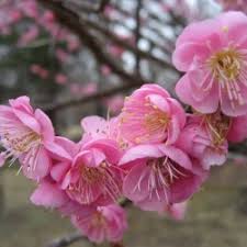 Check spelling or type a new query. Buy Japanese Apricot Prunus Mume 3 Seeds Online Seeds Hobbyseeds Store