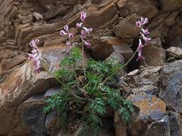 Image result for Corydalis mildbraedii