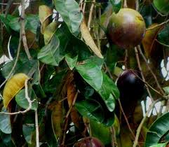 Popular as a fresh fruit where the crisp 'apple like' texture is pleasing, it is also a fruit popular in restaurants for it decorative appearance. Star Apple