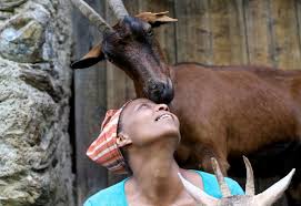 Chinese woman killing a goat : Ethiopian Migrant Who Became Symbol Of Integration In Italy Killed On Her Goat Farm Reuters