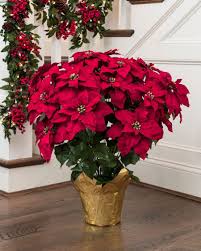 Pin By Suzana Azanjac On A Christmas Cottage Poinsettia Plant Christmas Flowers Poinsettia Care