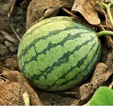 Image result for Citrullus lanatus