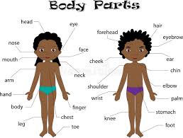 Boy And Girl Unclothed Body Parts Anatomy Stock Vector