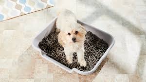 Litter box issues, although preventable, are one of the top reasons cats are brought to shelters. Dog Litter What It Is And How To Use It Bechewy