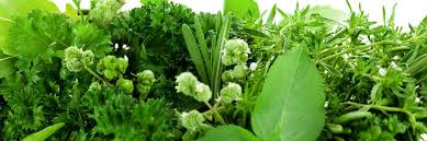 Growing Herbs Consumer Nz