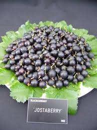 Boskoop giant is a black currant traditional cultivar originated in netherland. Jostaberry Is It Worth Growing Fruit Forum
