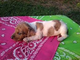 Find dachshund puppies for sale from a vast selection of dachshund. Long Haired Dapple Dachshund For Sale Illinois
