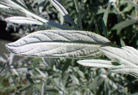 Estafiate Que Es Caracteristicas Usos Beneficios Planta Medicinal