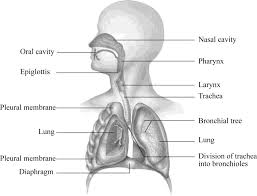 Get the full respiratory system revision guide. In The Diagram Below Label The Parts Of The Respiratory System And The Structures That Enclose Some Of Its Parts Bartleby