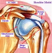 The glenohumeral joint connects the shoulder socket, or glenoid, which extends from the shoulder blade, to the arm bone, or humerus. Swimming Shoulder Pain Understanding The Differences Between Shoulder Soreness And Shoulder Injury Swimming World News