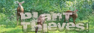 Maybe you would like to learn more about one of these? Deer Resistant Plants And Others They Love Deer Resistant Plants Deer Resistant Flowers Plants