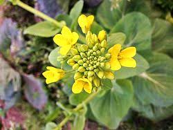 Mustard seeds meaning in tamil. Canola Oil Wikipedia