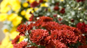 Maybe you would like to learn more about one of these? All Seasons Floral Garden Center Visit Grand Forks