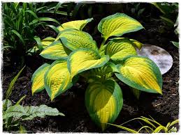 I planted hosta bulbs this year and they are all coming up great expect it looks like something is eating the leaves. Hosta Orange Marmalade Leuchtet In Der Sonne Hostas Plant Leaves Plants