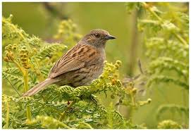 Uk Birds With Yellow Feathers Dunnock Skomer Island West Wales Uk Geoffrey Baker Wild Creatures Beautiful Birds Birds