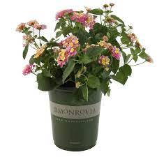 Monrovia 1 Quart Multicolor Lantana In Pot Lowes Com Lantana Winter Plants Monrovia