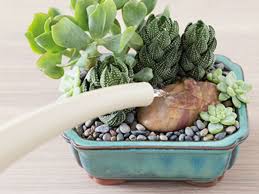 And this influences how often one should water the cactus. Cacti And Succulents Do Like Water World Of Succulents