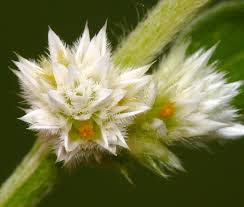 Image result for Alternanthera sessilis