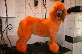 Orange Standard Poodle Poodle Labradoodle Standard Poodle
