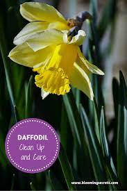 Daffodil Clean Up And Care Daffodils Daffodil Bulbs Daffodil Flower