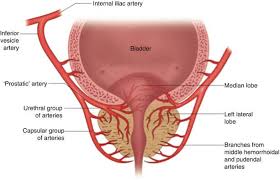 Prostate Applied Anatomy Epomedicine