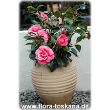 Camellias rival other perennials like peonies for longevity when properly cared for. Camellia Japonica Mrs Tingley Camellia Flora Toskana