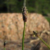 Image result for Eleocharis brainii