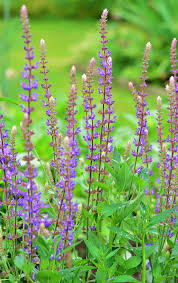Maybe you would like to learn more about one of these? Perennial Garden Flowers Garden Purple Flower Plant Flowering Plant Flower Growth Piqsels