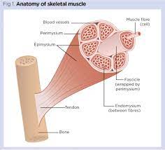 It should be noted that there are many more muscles in the body that are not addressed by this muscle anatomy diagram, however the muscles that are of primary interest from a fitness and exercise. Skeletal System 2 Structure And Function Of The Musculoskeletal System Nursing Times