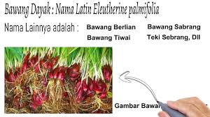 .kanker payudara adalah salah satu penyakit yang pada umumnya diderita oleh kaum perempuan, meskipun tidak menutup kemungkinan penyakit ini diderita oleh pria. Bawang Dayak Khasiat Bawang Berlian Untuk Kesehatan Video Dailymotion