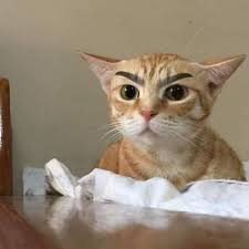 Anniversary Sale 2019 Litter Locker Cat Mat Free Shipping Hot Selling Cat Memes Cute Sevimli Hayvan Yavrulari Komik Hayvan Fotograflari Sevimli Kediler